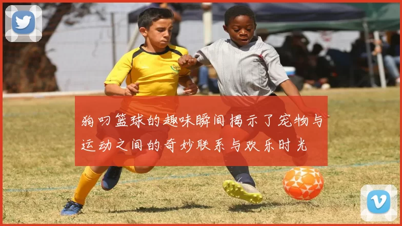 狗叼篮球的趣味瞬间揭示了宠物与运动之间的奇妙联系与欢乐时光